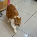 아이원 동물병원 | [인천 정서동물병원] 고양이 건강검진 후기, 노묘 건강검진, 고양이 치아흡수성병변 발치, 정서동물병원...