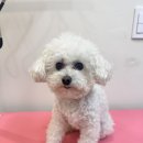 프롬율무 네이버블로그