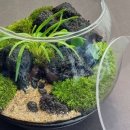 테라리움A 이미지