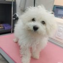 이뻐진개 이미지