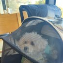 속초해물뚝배기짬뽕 | 반려견 동반 가능한 팔도전복해물뚝배기 속초직영점 내돈내산 후기