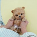 해피하개 애견샵 | 경주애견샵 테디럽 말티푸분양 후기