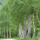 전원주택 조경 인기있는 나무 10가지!! 이미지