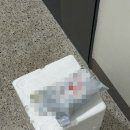 미조수산 | 통영미조수산 자연산 돌멍게 삼배체굴 내돈내산 택배 구매 후기 까는법, 손질법