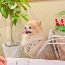 사랑해 엄마(주말) 이미지