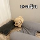 GS25 광안골드로즈점 | 부산수영구왁싱 브라질리언왁싱 잘하는 수영 라파뷰티