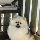 티나리안 이미지