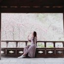 우암태권도장 | 대전가볼만한곳 : 우암사적공원 벚꽃 필쯤에 (대전벚꽃상황 21.03.26)