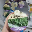 (주)아성다이소 광주월산점 | 다이소 월산점 방문 후기 (원예 재료 구입)