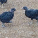 깊은샘블루베리농장 이미지