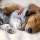 개와 고양이 이미지