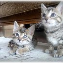 뱅갈냥이 이미지