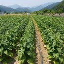 금호농장 이미지