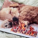 스튜디오코기 이미지