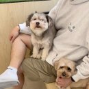 고양이호텔 캣블리쎄 | 인천 청라 강아지 고양이 입양 가능한 대형 애견 카페 품 주차 입장료 솔직후기