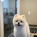 바닐라 애견샵 이미지