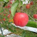 야호농장 이미지