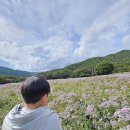 동화로 즐기는 Reading travel | [문경] 아이와 가볼만한곳 BEST 3! 문희농원 개미취꽃 가족여행 1일 코스