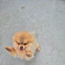 축복 펫살롱 이미지