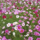 소망의집 이미지