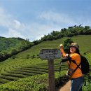 보성녹차닷컴 이미지