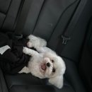 폴앤도기 이미지