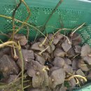 농부의 열매 이미지