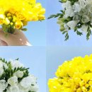 레젤플로우