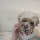 디디애견미용 이미지