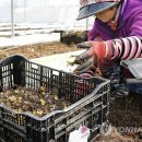 송암리 농장 이미지