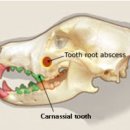 땅콩동물병원 이미지