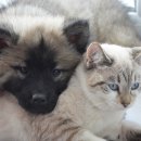 송 동물병원 이미지