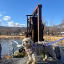 장자호수공원(반려견놀이터) 이미지