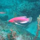 154. 실용치(Cirrhilabrus temminckii)~Threadfin wrasse, Peacock wrasse 이미지