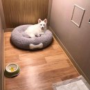 애견호텔1번가 이미지