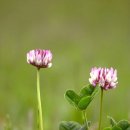 💐명언 💐 이미지