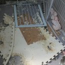 피스켄넬 이미지