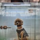 도그마루 노원점 이미지