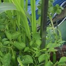 파주초등학교 이미지