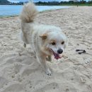 하도 해변 재방문 / 텐트 치고 해수욕 즐기기 / 제주 동쪽 바다 스노클링 / 성산일출봉과 우도가 보이는...