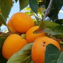 교동시장 공중화장실 이미지