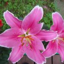 대관령스노우펜션 이미지