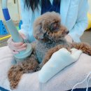 큰마음동물메디컬센터 이미지