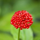 진생약국 이미지