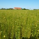 아마, Flax, 아마꽃, 아마씨(Linseed) 이미지