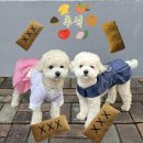 단아한펫 | 추석 명절맞이 다이소 신상 강아지 고양이 애견 한복 후기