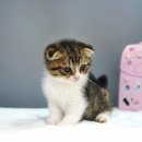 부산강아지분양 고양이분양 베스트펫 본점 이미지