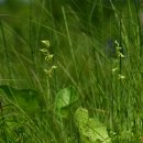 2023년 7월 백두산 식물 탐사 Ⅱ (유령란,린네풀,애기사철란,잠자리난초.쥐털이슬.....등등) 이미지