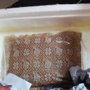 개놀자까페 | 구피야놀자 카페 이벤트 당첨 후기_아스피도라스 코리!(아스피도라스 스필로투스?)