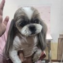 픽업펫 | 말티즈·시추 미용 흰둥&amp;짱아 3mm 클리핑 ,스포팅 + 픽업·드랍 서비스 후기｜안다펫살롱